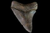 Bargain, Fossil Megalodon Tooth - Georgia #90067-2